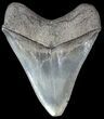Serrated, Fossil Megalodon Tooth - Georgia #50475-1